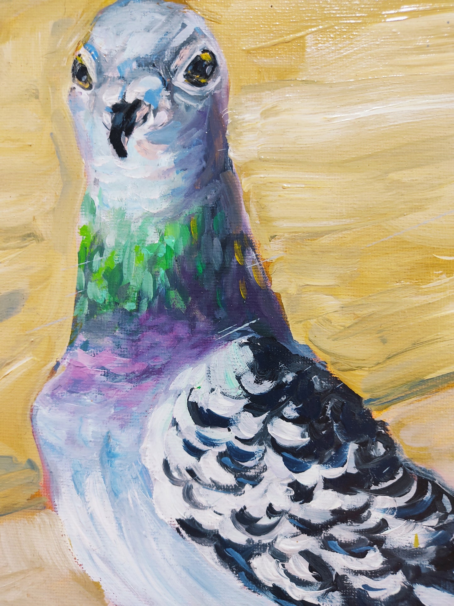 Pigeon