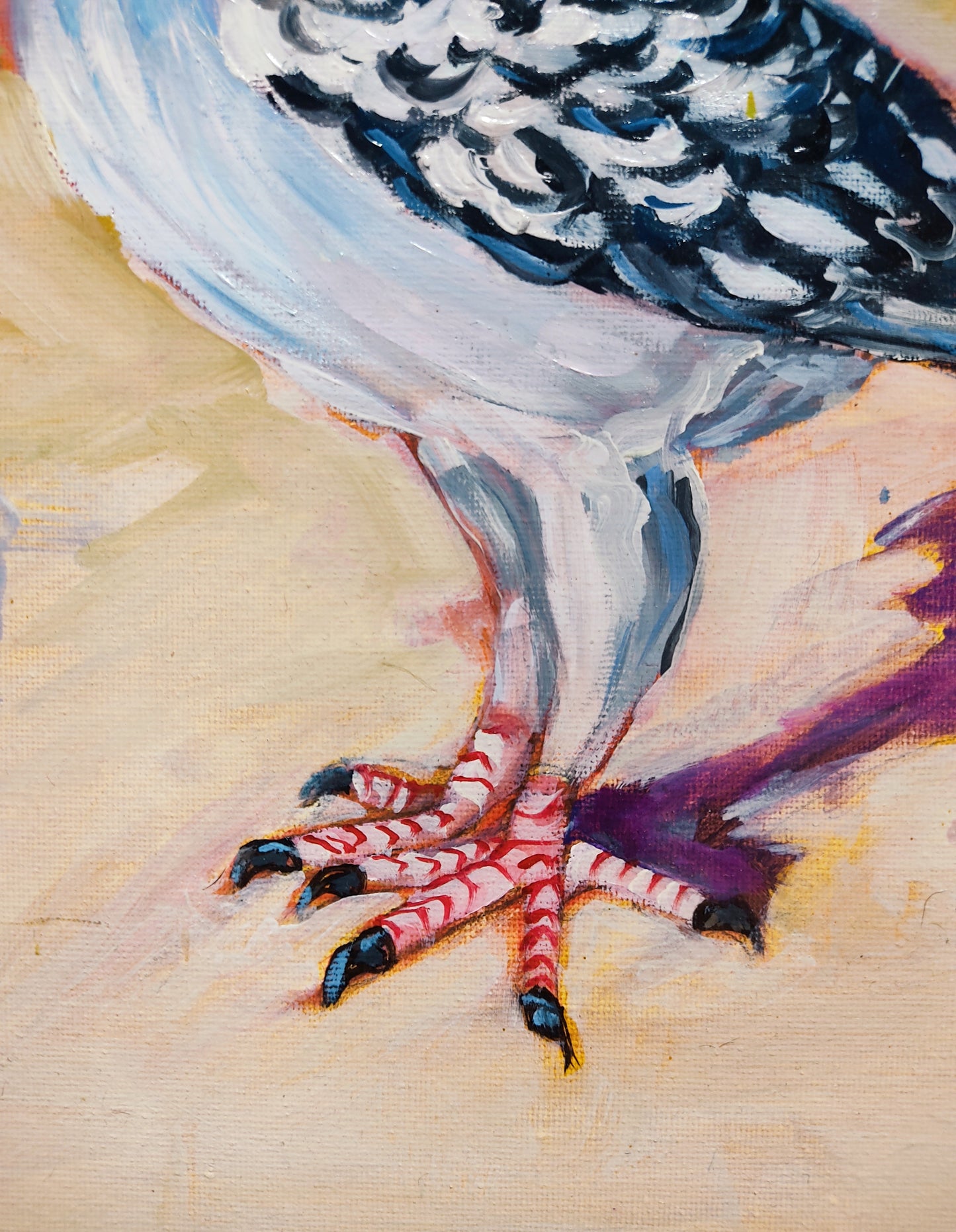 Pigeon